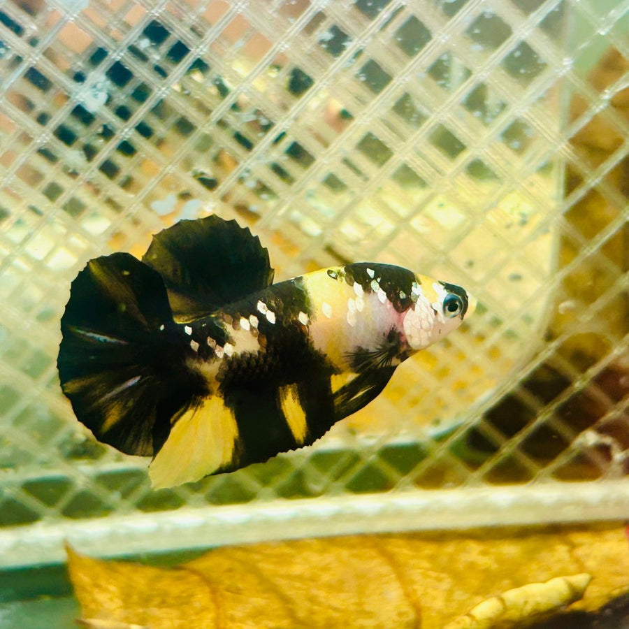Plakat Bumble Bee Yellow Male Betta 139 Live Betta Fish Male betta