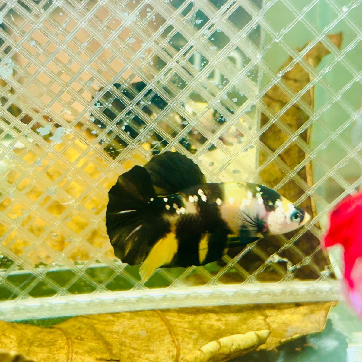 Plakat Bumble Bee Yellow Male Betta 139 Live Betta Fish Male betta