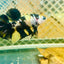 Plakat Bumble Bee Yellow Male Betta 139 Live Betta Fish Male betta