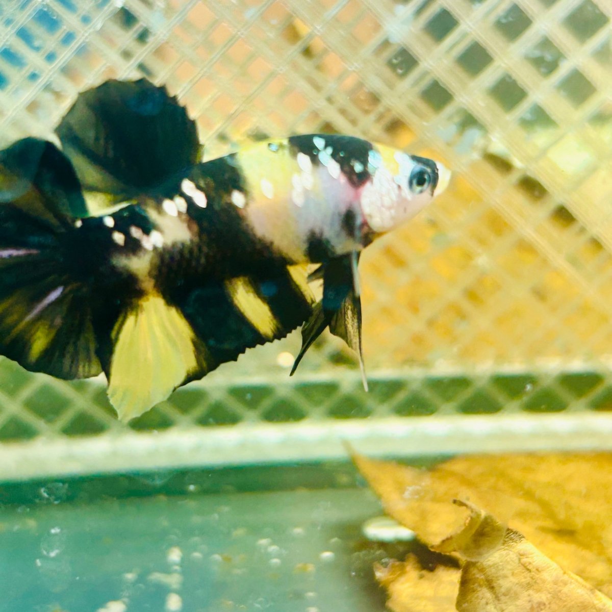 Plakat Bumble Bee Yellow Male Betta #139