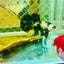 Plakat Bumble Bee Yellow Male Betta 139 Live Betta Fish Male betta