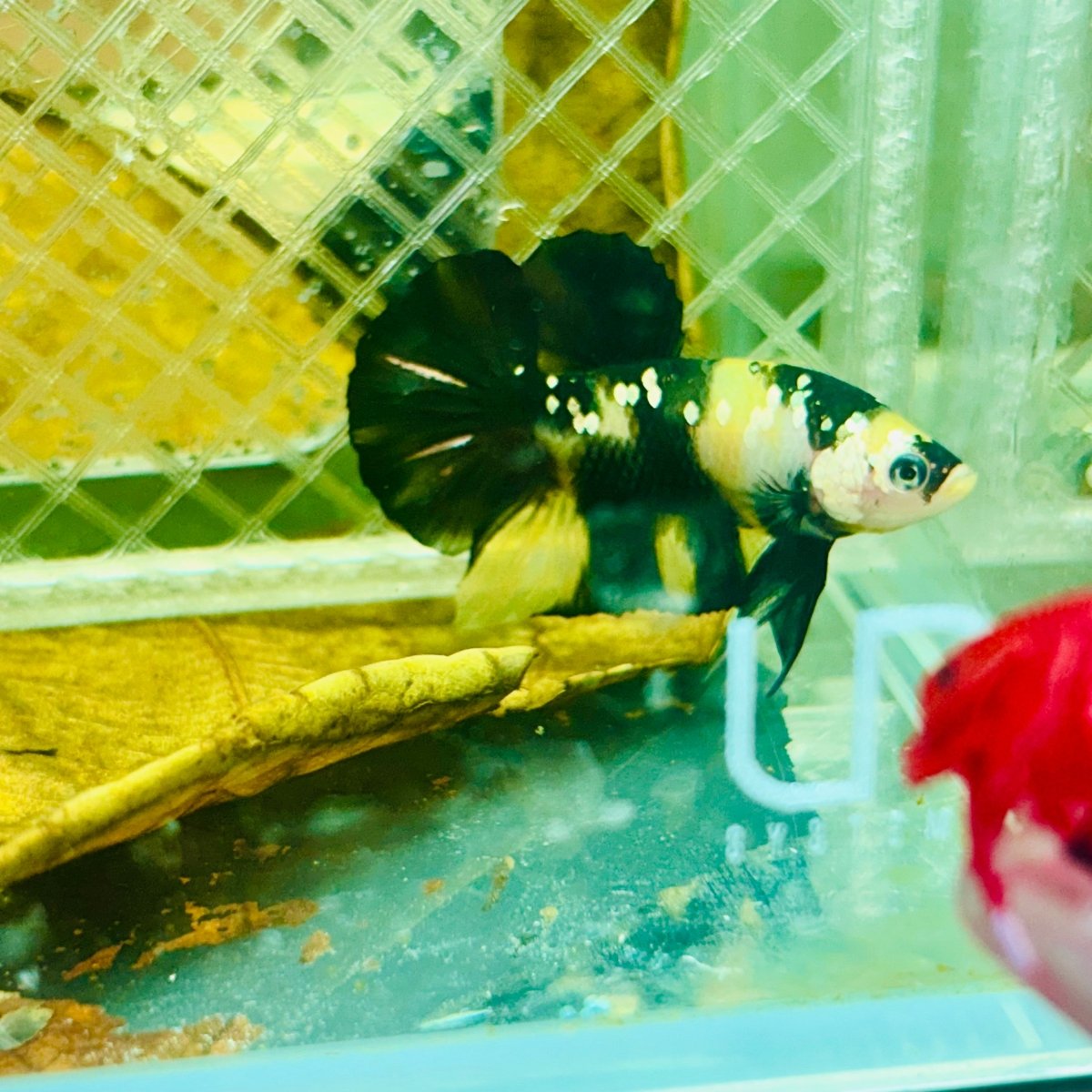 Plakat Bumble Bee Yellow Male Betta 139 Live Betta Fish Male betta