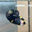 Plakat Bumble Bee Yellow Male Betta 140 Live Betta Fish Male betta