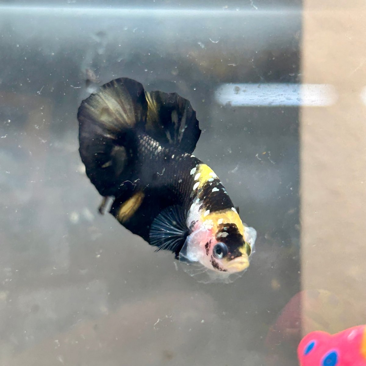 Plakat Bumble Bee Yellow Male Betta 140 Live Betta Fish Male betta