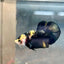 Plakat Bumble Bee Yellow Male Betta 140 Live Betta Fish Male betta
