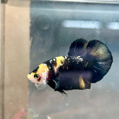 Plakat Bumble Bee Yellow Male Betta 140 Live Betta Fish Male betta