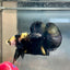 Plakat Bumble Bee Yellow Male Betta 140 Live Betta Fish Male betta