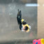 Plakat Bumble Bee Yellow Male Betta 140 Live Betta Fish Male betta