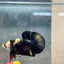 Plakat Bumble Bee Yellow Male Betta 140 Live Betta Fish Male betta
