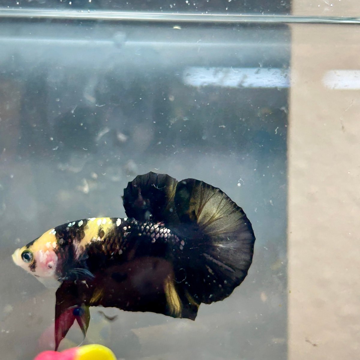 Plakat Bumble Bee Yellow Male Betta 140 Live Betta Fish Male betta