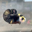 Plakat Bumble Bee Yellow Male Betta 140 Live Betta Fish Male betta