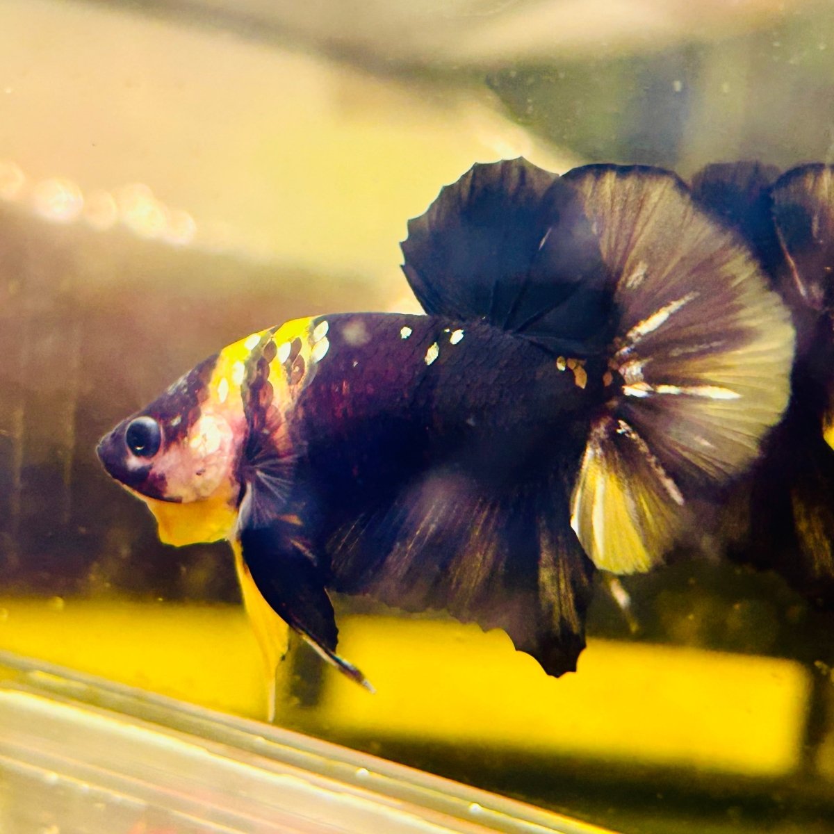 Plakat Bumble Bee Yellow Male Betta #144