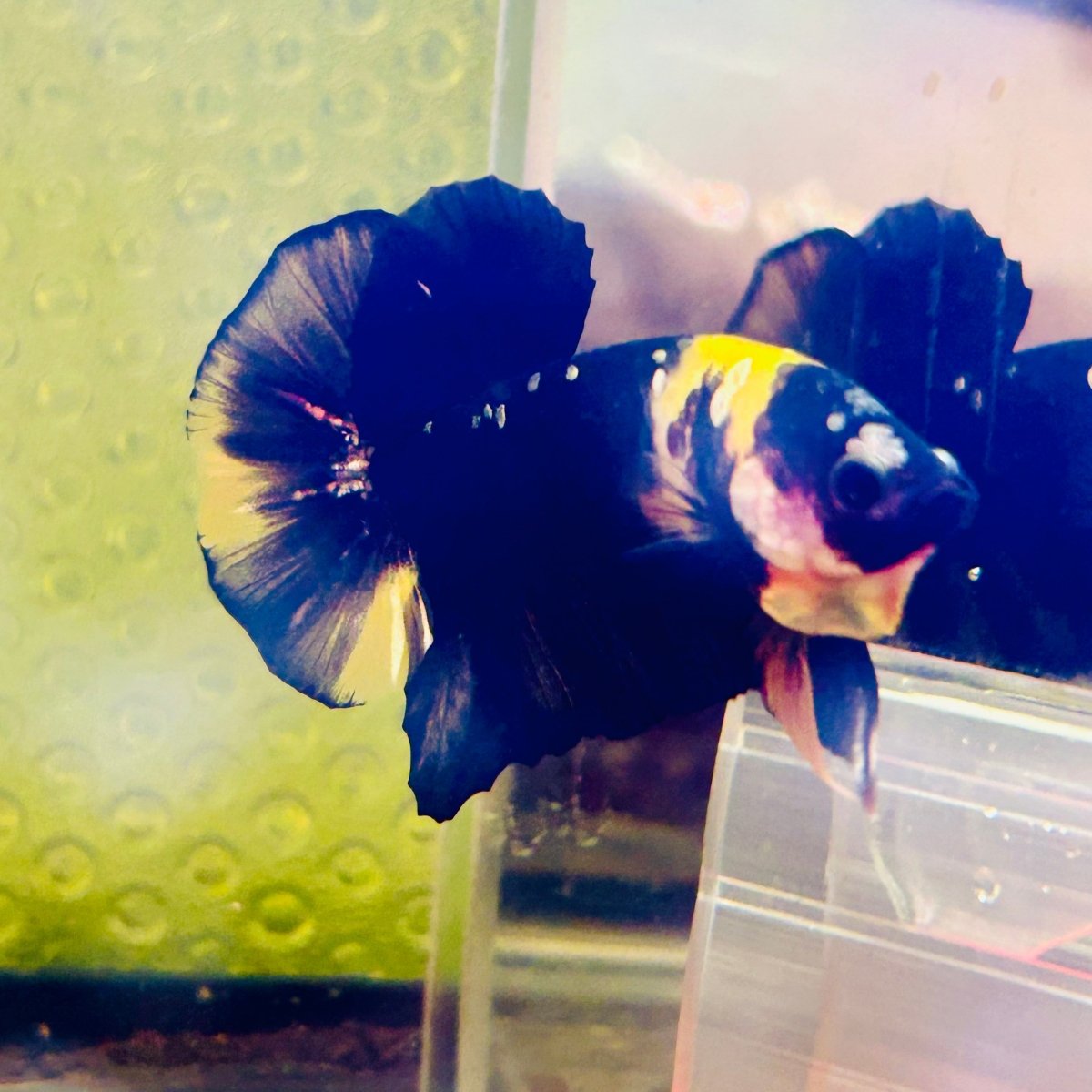 Plakat Bumble Bee Yellow Male Betta #144