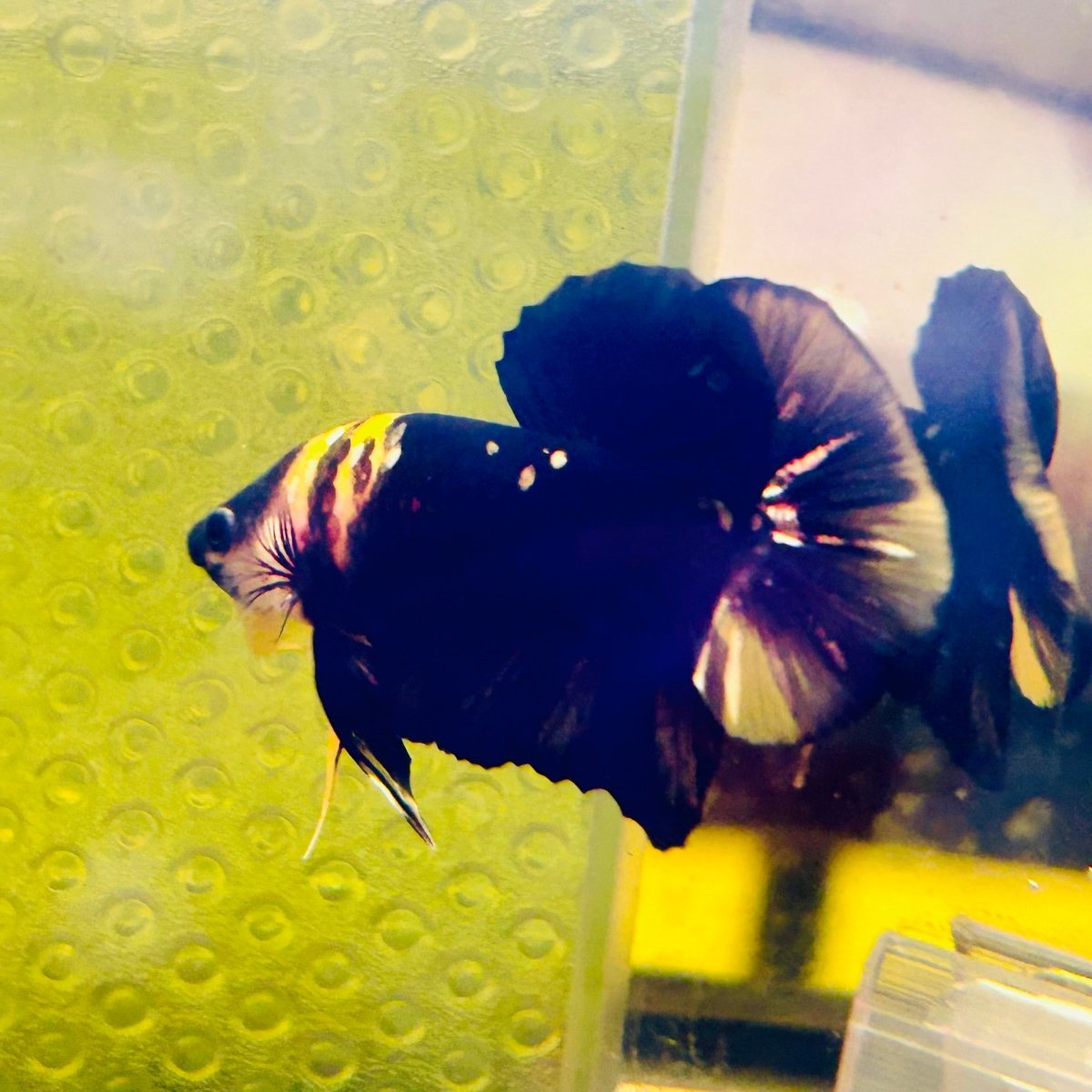 Plakat Bumble Bee Yellow Male Betta #144