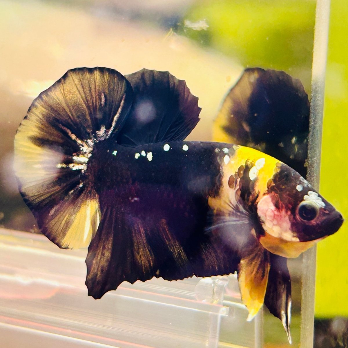 Plakat Bumble Bee Yellow Male Betta #144