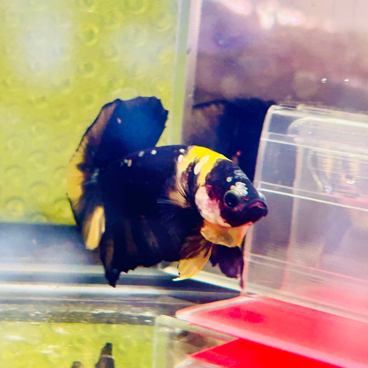 Plakat Bumble Bee Yellow Male Betta #144