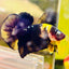 Plakat Bumble Bee Yellow Male Betta 144 Live Betta Fish Male betta
