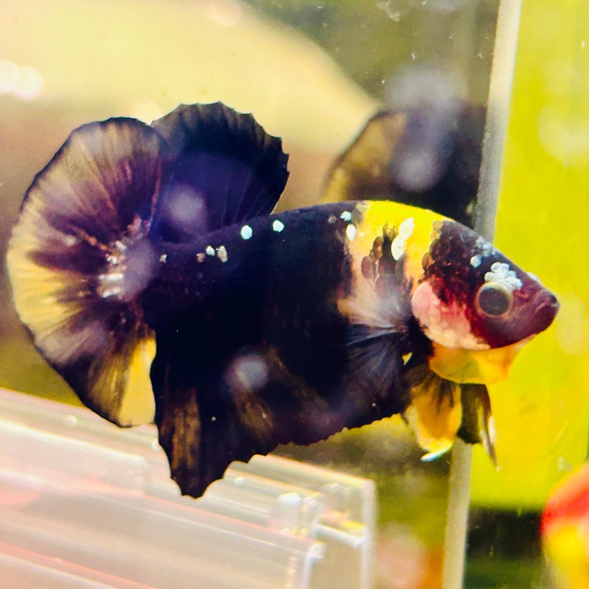 Plakat Bumble Bee Yellow Male Betta #144