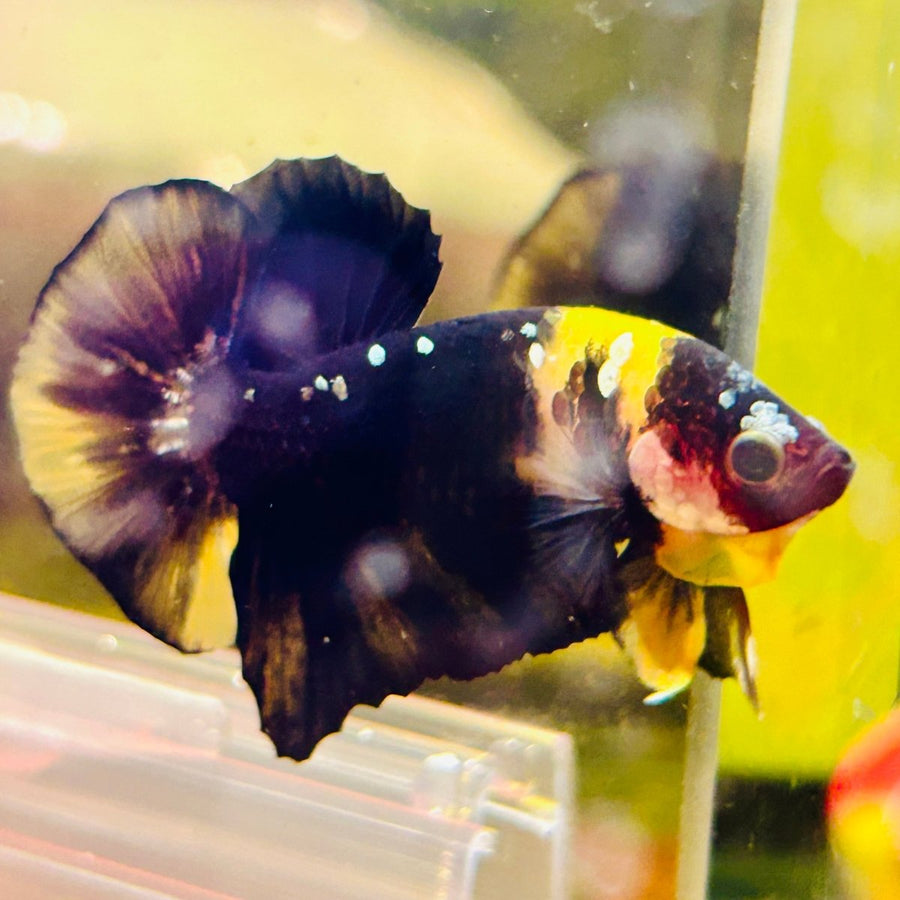 Plakat Bumble Bee Yellow Male Betta 144 Live Betta Fish Male betta