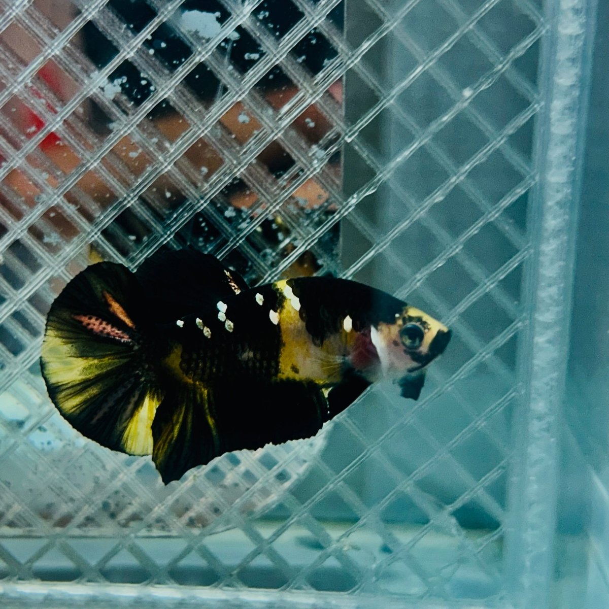 Plakat Bumble Bee Yellow Male Betta #165