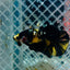 Plakat Bumble Bee Yellow Male Betta 165 Live Betta Fish Male betta