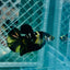 Plakat Bumble Bee Yellow Male Betta 165 Live Betta Fish Male betta