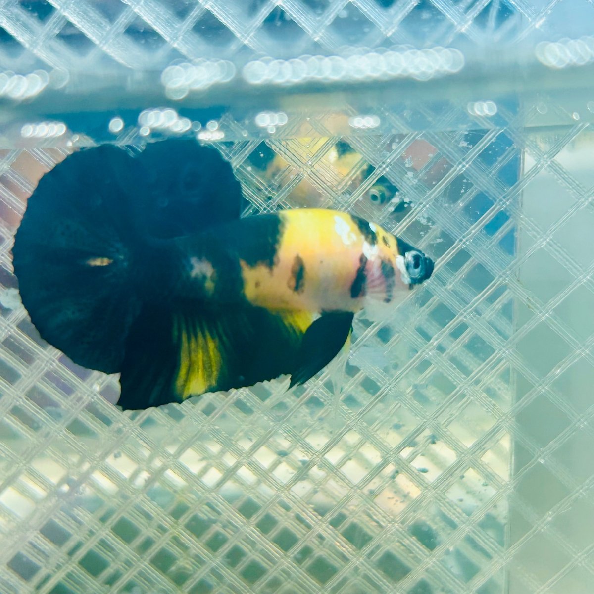 Plakat Bumble Bee Yellow Male Betta 165 Live Betta Fish Male betta