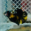 Plakat Bumble Bee Yellow Male Betta 165 Live Betta Fish Male betta