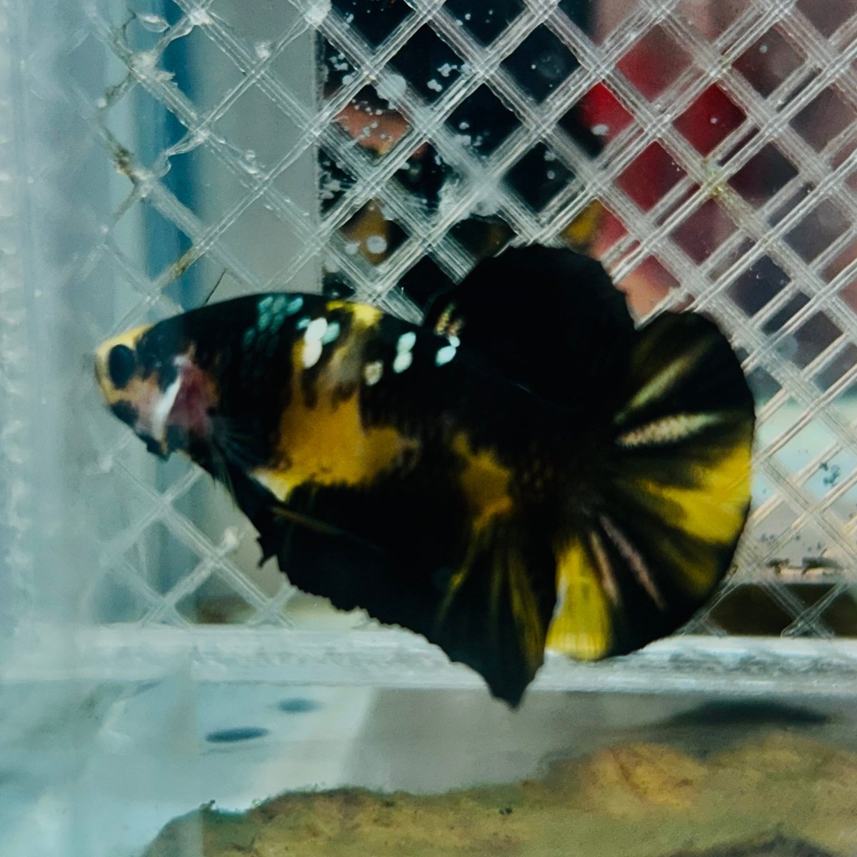 Plakat Bumble Bee Yellow Male Betta #165