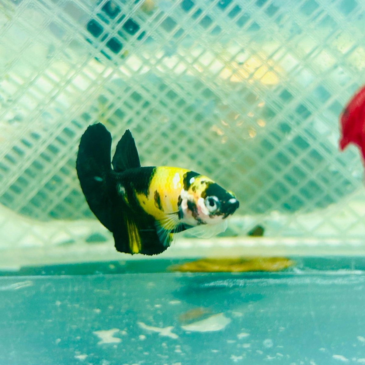 Plakat Bumble Bee Yellow Male Betta 165 Live Betta Fish Male betta