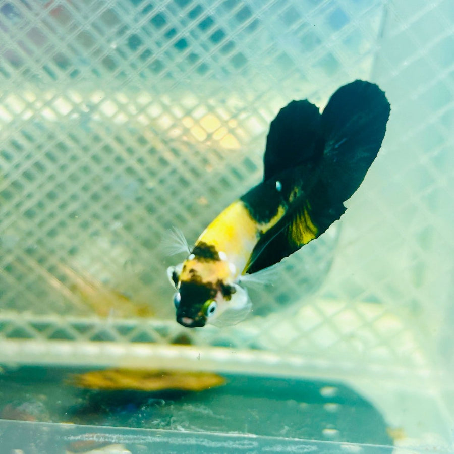 Plakat Bumble Bee Yellow Male Betta 165 Live Betta Fish Male betta