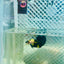 Plakat Bumble Bee Yellow Male Betta 165 Live Betta Fish Male betta