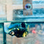Plakat Bumble Bee Yellow Male Betta 169 Live Betta Fish Male betta