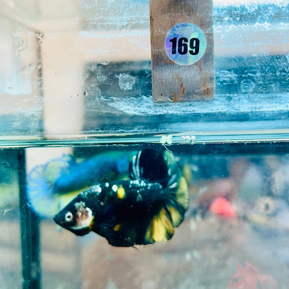 Plakat Bumble Bee Yellow Male Betta 169 Live Betta Fish Male betta