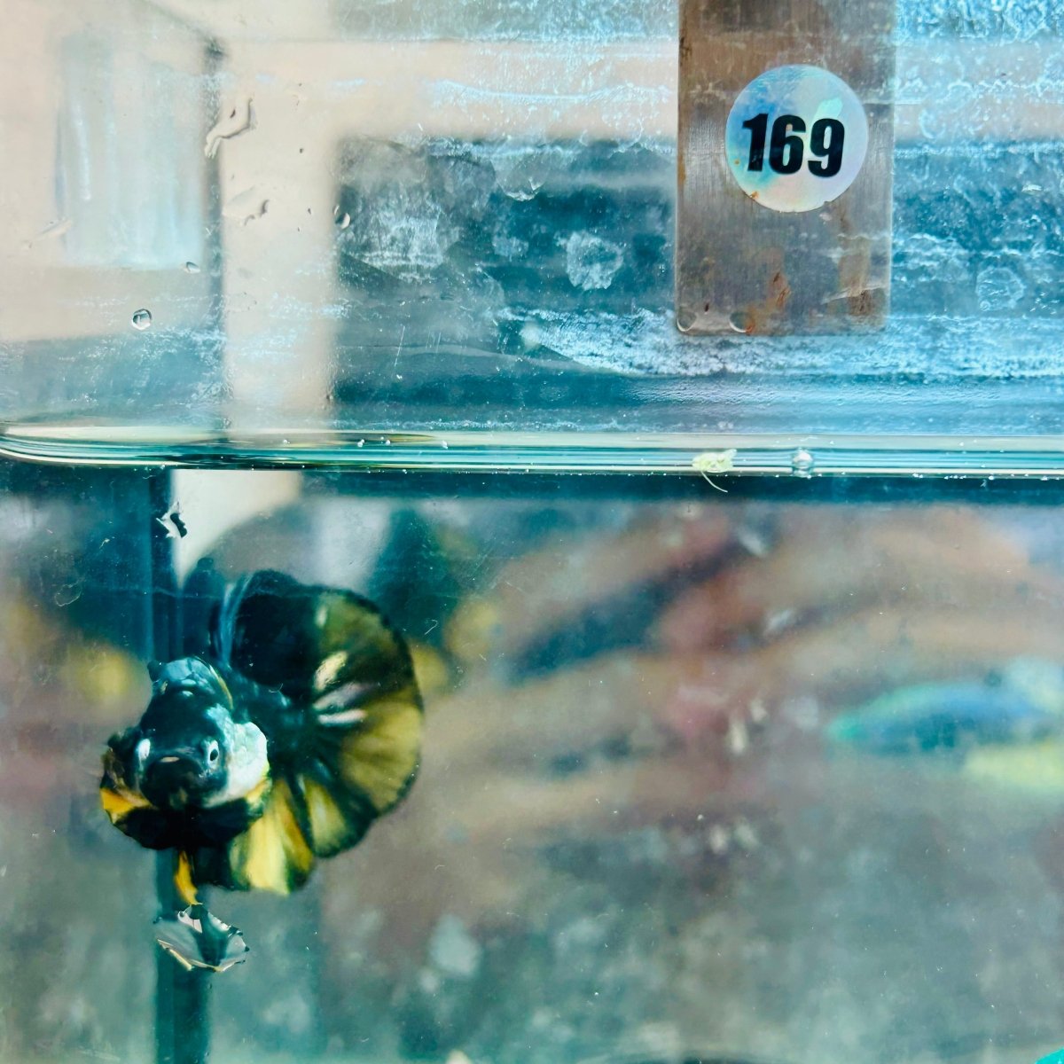 Plakat Bumble Bee Yellow Male Betta 169 Live Betta Fish Male betta