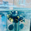 Plakat Bumble Bee Yellow Male Betta 169 Live Betta Fish Male betta