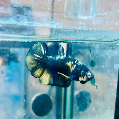 Plakat Bumble Bee Yellow Male Betta 169 Live Betta Fish Male betta