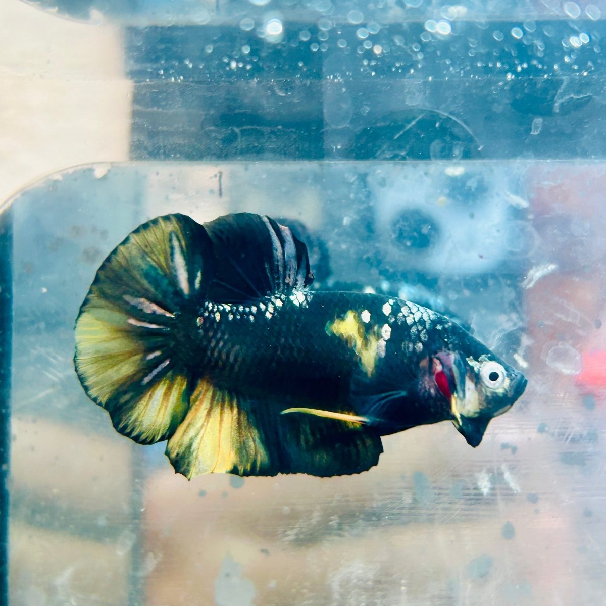 Plakat Bumble Bee Yellow Male Betta 169 Live Betta Fish Male betta