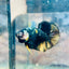 Plakat Bumble Bee Yellow Male Betta 169 Live Betta Fish Male betta