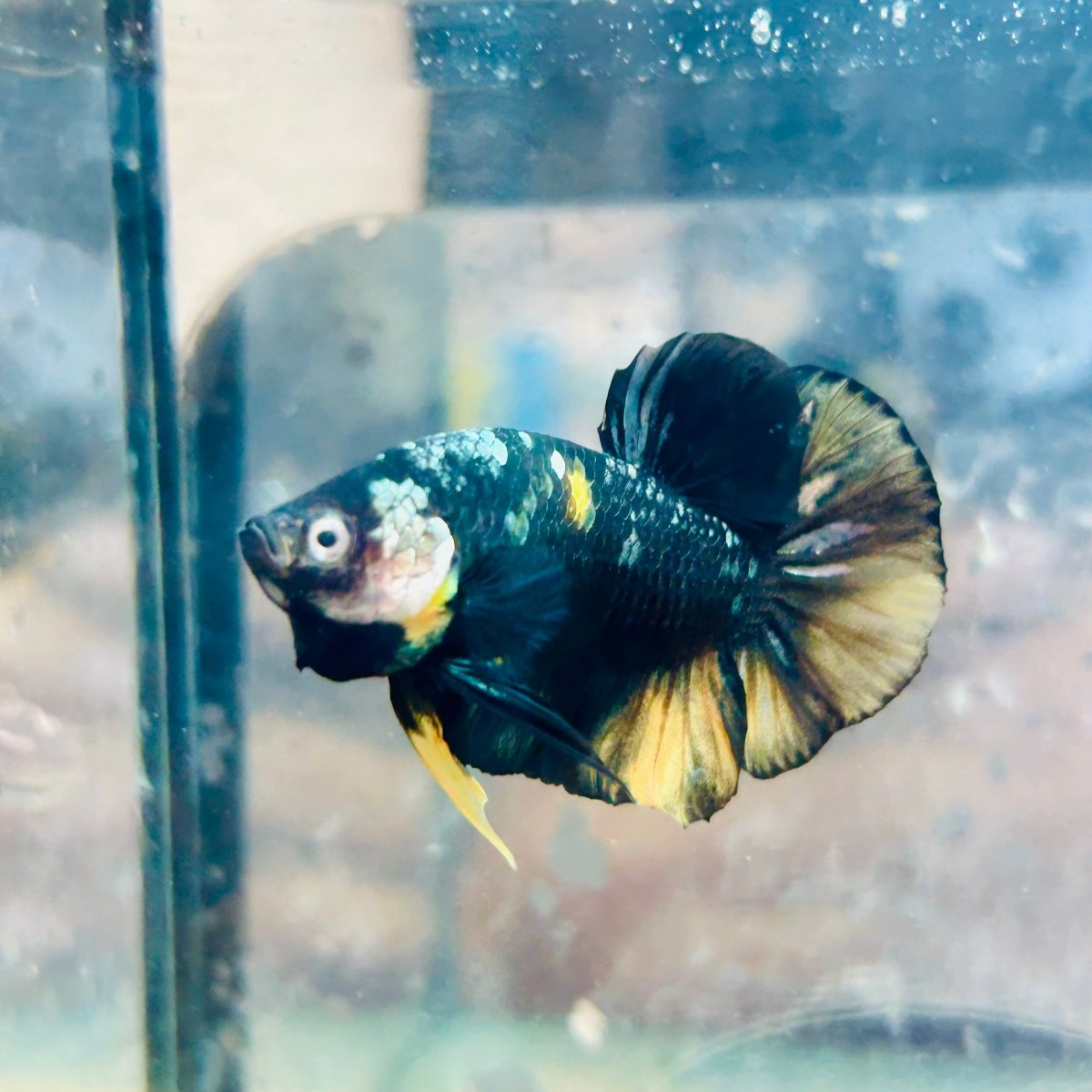 Plakat Bumble Bee Yellow Male Betta 169 Live Betta Fish Male betta