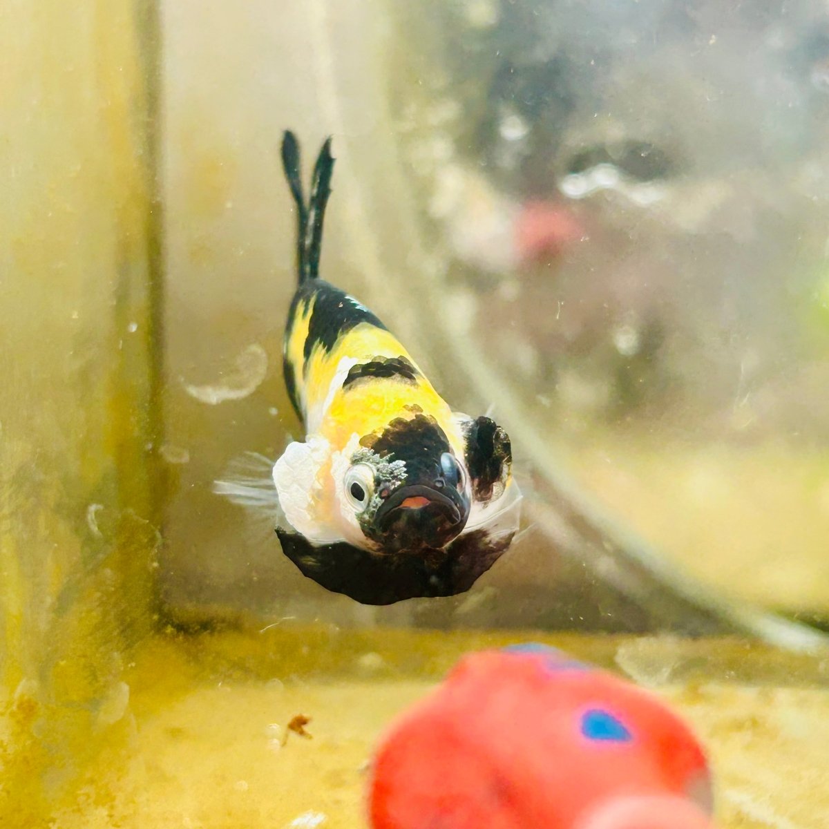 Plakat Bumble Bee Yellow Male Betta 185 Live Betta Fish Male betta