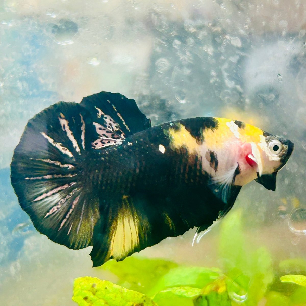 Plakat Bumble Bee Yellow Male Betta 185 Live Betta Fish Male betta