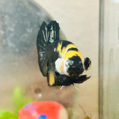 Plakat Bumble Bee Yellow Male Betta 185 Live Betta Fish Male betta