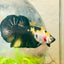 Plakat Bumble Bee Yellow Male Betta 185 Live Betta Fish Male betta