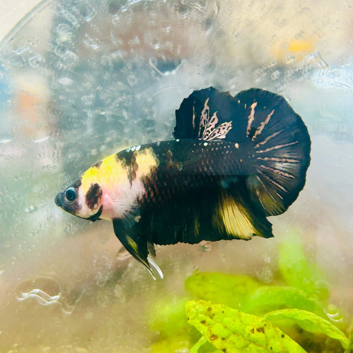 Plakat Bumble Bee Yellow Male Betta 185 Live Betta Fish Male betta