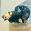 Plakat Bumble Bee Yellow Male Betta 185 Live Betta Fish Male betta