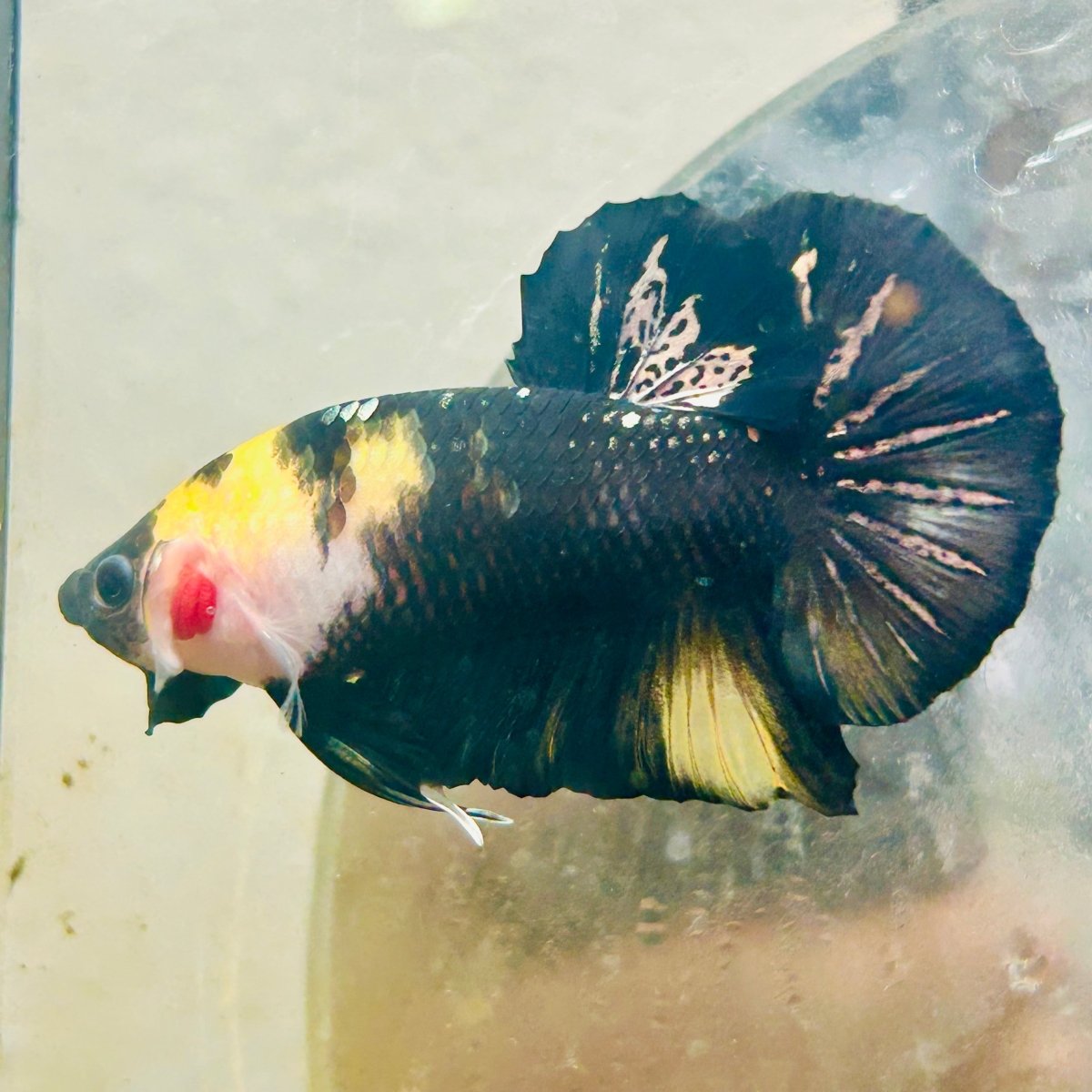 Plakat Bumble Bee Yellow Male Betta 185 Live Betta Fish Male betta