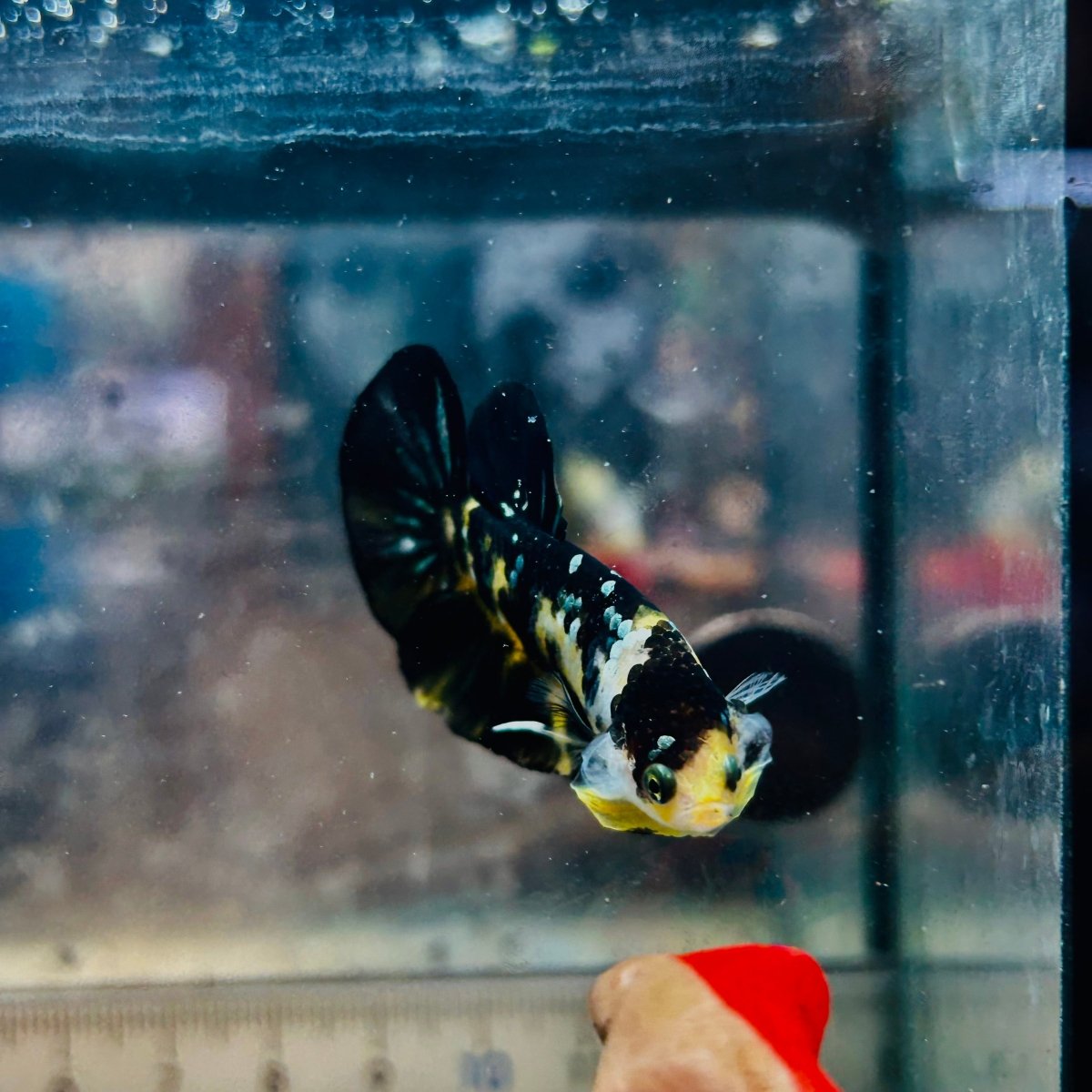 Plakat Bumble Bee Yellow Male Betta A202 Live Betta Fish Male betta