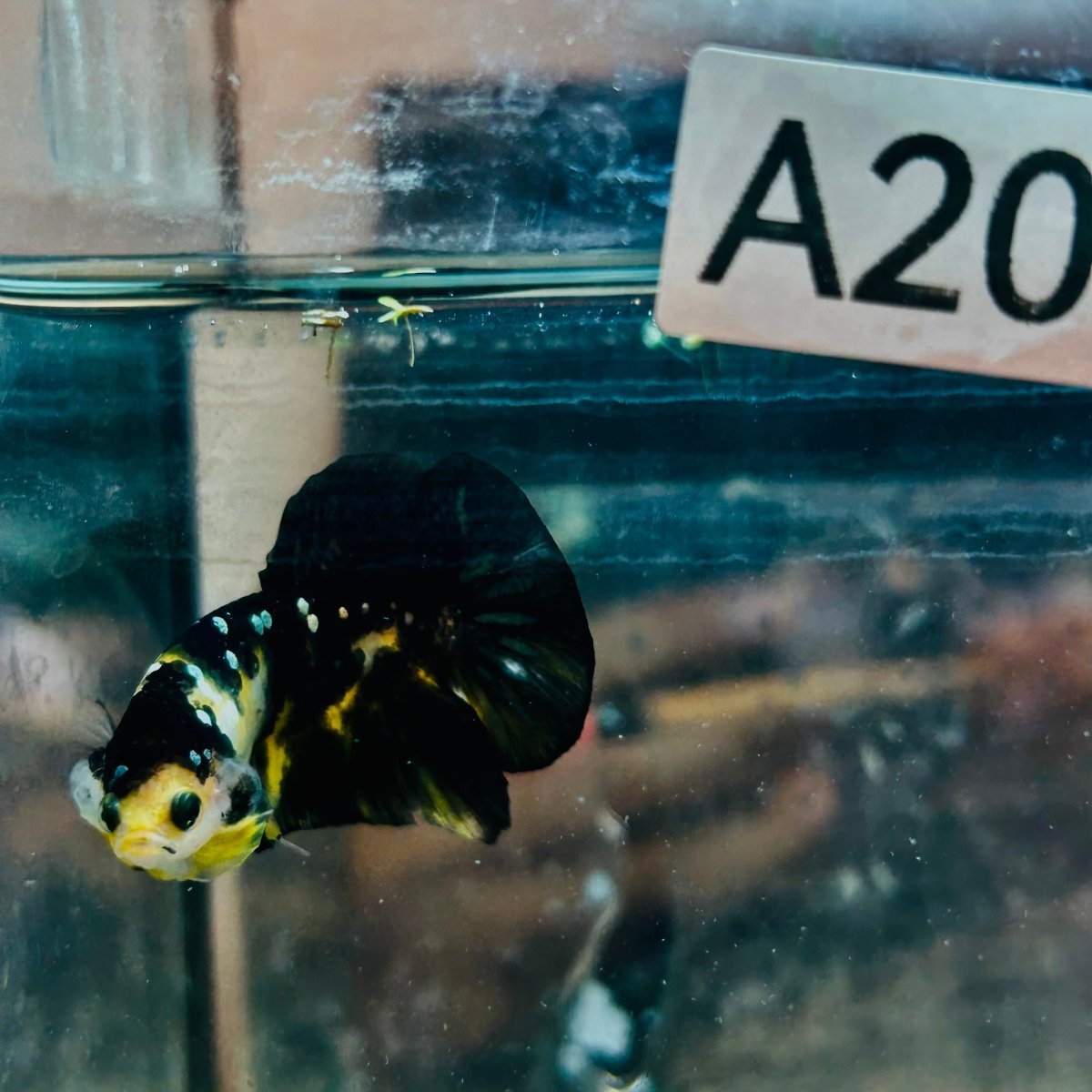 Plakat Bumble Bee Yellow Male Betta A202 Live Betta Fish Male betta