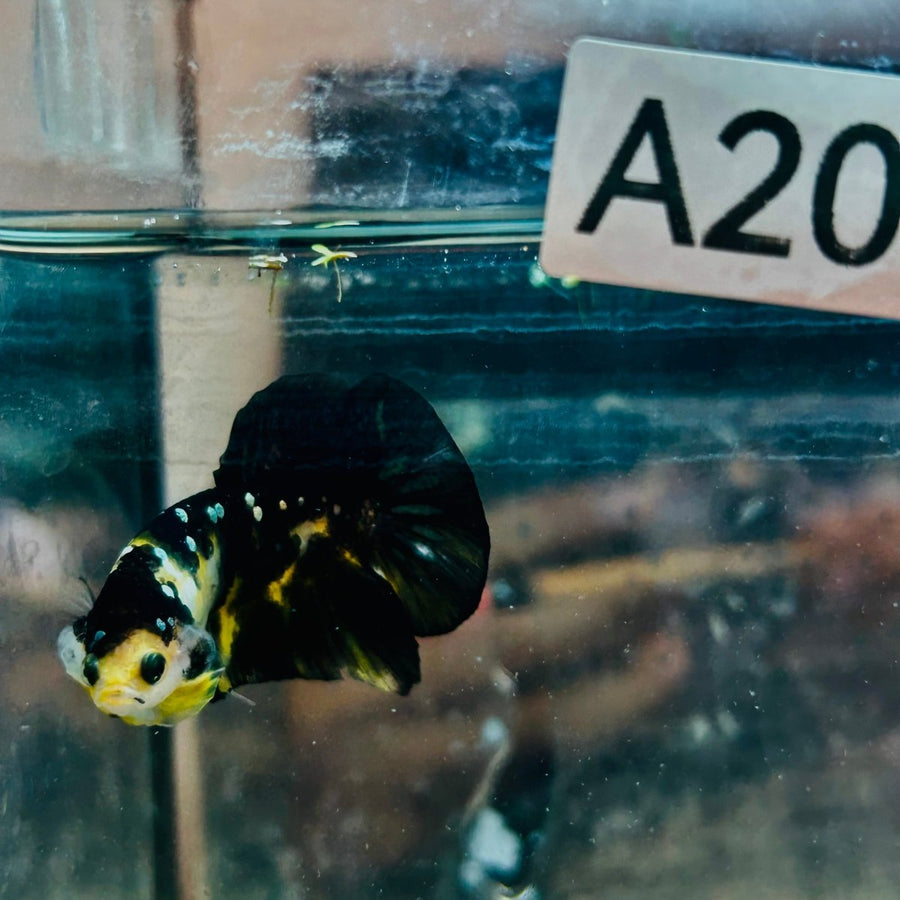 Plakat Bumble Bee Yellow Male Betta A202 Live Betta Fish Male betta